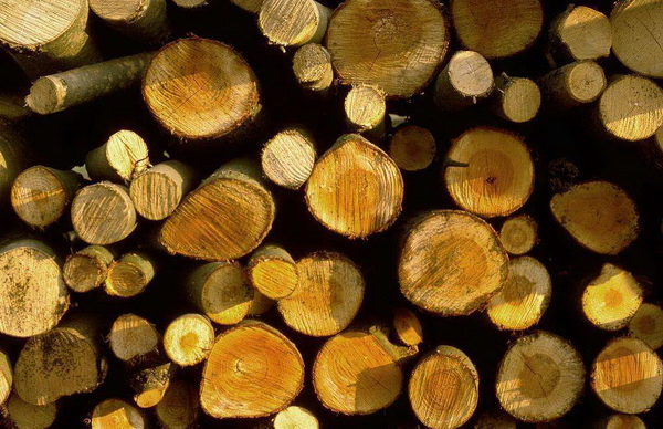 ������ľ�Ľ��ڱ���